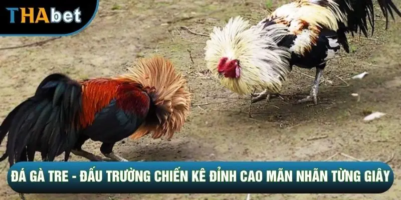 Đá Gà Tre - Đấu Trường Chiến Kê Đỉnh Cao Mãn Nhãn Từng Giây