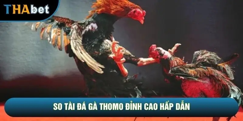 So tài đá gà thomo đỉnh cao hấp dẫn