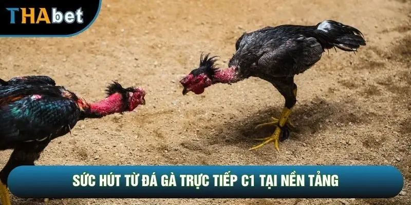 Sức hút từ đá gà trực tiếp c1 tại nền tảng