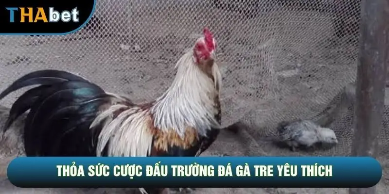 Thỏa sức cược đấu trường đá gà tre yêu thích